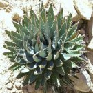 15 SEEDS Agave Utahensis Nevadensis (Exotic rose succulent aloe hardy plant seed) 15 SEEDS Agave Utahensis Nevadensis (Exotic rose succulent aloe hardy plant seed)