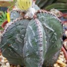 15 SEEDS Astrophytum Myriostigma FUKURYU Rare Cactus