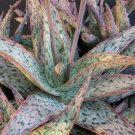 10 SEEDS Aloe Cultivar SUNRISE (Hybrid exotic red color succulent rare cacti seed)