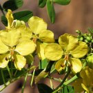 5 Seeds Senna Mexicana Chapmanii (Exotic cassia RARE BAHAMA Chapman plant seed)