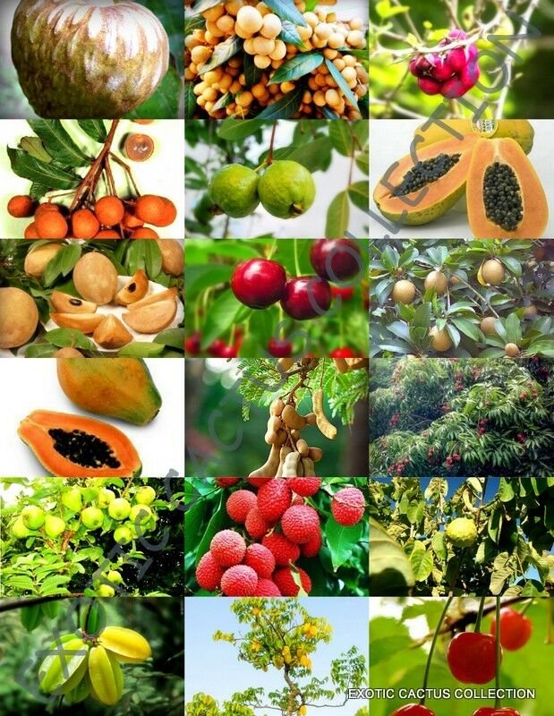 15 Seeds FRUIT TREE MIX (Sweet edible plant tree fragrant TROPICAL ...