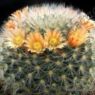 20 SEEDS RARE MAMMILLARIA BOCASANA (Exotic flowering cacti cactus seed)