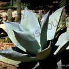 15 SEEDS RARE AGAVE GUIENGOLA (Creme Brulee exotic succulent aloe plant seed)