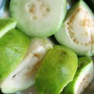30 SEEDS GUAVA Tropical Fruit Psidium Guajava (Exotic tree edible guayaba WHITE)