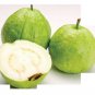 30 SEEDS GUAVA Tropical Fruit Psidium Guajava (Exotic tree edible guayaba WHITE)