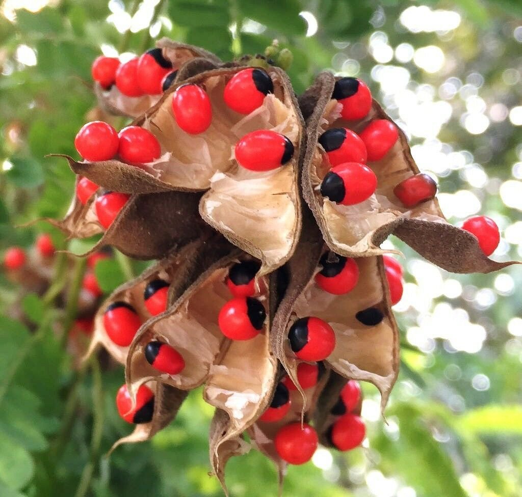 25 SEEDS RED BEADS TREE (Rare JEWELRY pea bead ornamental Florida vine plant seed)