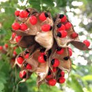 25 SEEDS RED BEADS TREE (Rare JEWELRY pea bead ornamental Florida vine plant seed) 25 SEEDS RED BEADS TREE (Rare JEWELRY pea bead ornamental Florida vine plant seed)