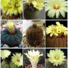 30 SEEDS Frailea VARIETY MIX (Exotic mixed cacti rare flowering cactus semi seed)