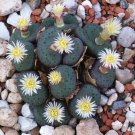15 SEEDS Conophytum Obcordellum Brand Berg (Living stones mesemb seed)