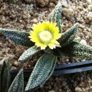 15 SEEDS Nananthus Margaritiferus (Living stone cacti mesembs rock ice plant seed)