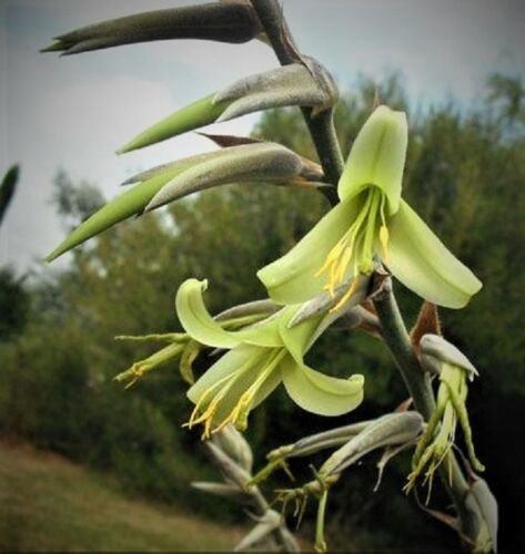 15 SEEDS PUYA MIRABILIS (Rare bromeliad agave drought aloe succulent plant seed)