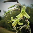 15 SEEDS PUYA MIRABILIS (Rare bromeliad agave drought aloe succulent plant seed)