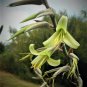 15 SEEDS PUYA MIRABILIS (Rare bromeliad agave drought aloe succulent plant seed)
