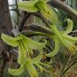 15 SEEDS PUYA MIRABILIS (Rare bromeliad agave drought aloe succulent plant seed)
