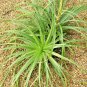 15 SEEDS PUYA MIRABILIS (Rare bromeliad agave drought aloe succulent plant seed)