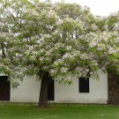 15 Seeds Melia Azedarach (WHITE CEDAR wood MAHOGANY CHINABERRY lilac bonsai TREE) 15 Seeds Melia Azedarach (WHITE CEDAR wood MAHOGANY CHINABERRY lilac bonsai TREE)