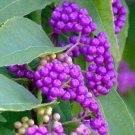 100 SEEDS Callicarpa Americana Beautyberry (Exotic florida native fruit bird seed)