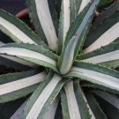 4" POT AGAVE AMERICANA MEDIOPICTA ALBA (Variegated white variegata cactus plant aloe)
