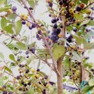 50 Seeds Spanish Stopper Eugenia Foetida (Florida native wild tree bonsai seed)