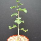 4" Plant Commiphora Wightii Guggul Myrrh Tree (Exotic caudex mukul bonsai mirra) 4" Plant Commiphora Wightii Guggul Myrrh Tree (Exotic caudex mukul bonsai mirra)