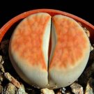 100 SEEDS Lithops Karasmontana ORANGE ICE (Rare living stones rare mesembs seed)
