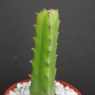 4" Pot Dragon Fruit PURPLE FLESH Pitaya (Exotic tropical cacti edible good eat plant)