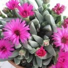 100 SEEDS Cheiridopsis Speciosa (Rare african mesembs stone ice plant rock seed)