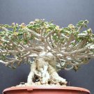 10 Seeds Euphorbia Capsaintemariensis (Exotic madagascar bonsai caudex cacti seed)