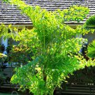 10 Seeds CARYOTA MITIS (Fishtail palm exotic rare palm tree palms ornamental seed)