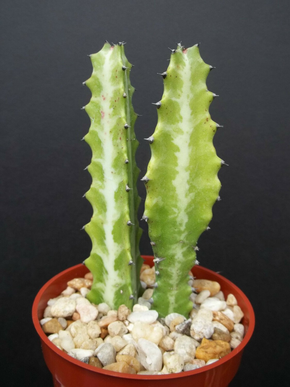 4" Pot EUPHORBIA LACTEA Dragon Bone Cactus (Elkhorn plant succulent cacti candelabra)