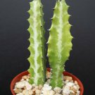 4" Pot EUPHORBIA LACTEA Dragon Bone Cactus (Elkhorn plant succulent cacti candelabra)