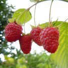 25 SEEDS Raspberry FRUIT (Exotic tree berries red rubus idaeus edible berry seed)