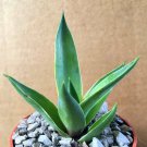 4" POT AGAVE DESMETTIANA (Variegated marginata rare variegata cactus plant aloe)