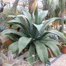 15 SEEDS Green Giant AGAVE SALMIANA (Rare succulent pulque plant garden aloe seed) 15 SEEDS Green Giant AGAVE SALMIANA (Rare succulent pulque plant garden aloe seed)