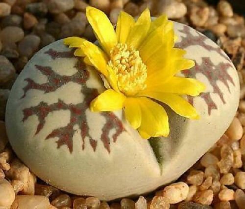 100 SEEDS Lithops Dorotheae Living Stone Succulent