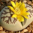 100 SEEDS Lithops Dorotheae Living Stone Succulent