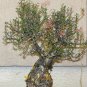 5 SEEDS Elephant Tree (Pachycormus discolor Caudiciform trunk caudex bonsai seed)