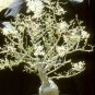 5 SEEDS Elephant Tree (Pachycormus discolor Caudiciform trunk caudex bonsai seed)