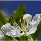 5 SEEDS Prunus Avium WILD CHERRY (Sweet exotic edible tropical fruit cereza seed) 5 SEEDS Prunus Avium WILD CHERRY (Sweet exotic edible tropical fruit cereza seed)