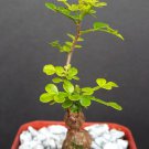 2" Pot Operculicarya Decaryi (Exotic rare madagascar natural bonsai plant caude)