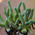 100 SEEDS RARE CEPHALOPHYLLUM ALSTONII (Mesembs exotic living stones rock seed)