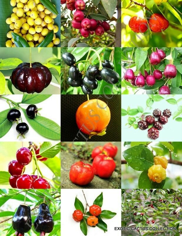15 SEEDS CHERRIES MIX (Rare wild CHERRY exotic edible fruit jam jelly sweet seed)