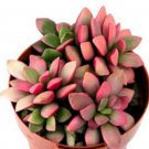 100 Seeds Anacampseros Rufescens (Variegated multy color leaves variegata seed)