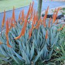 10 SEEDS Aloe Petricola (Exotic STONE succulent rare agave hardy plant yard seed)