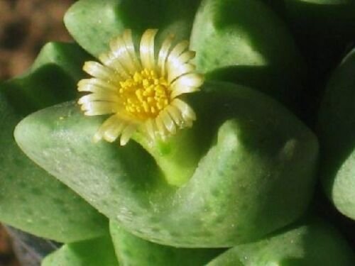 30 SEEDS Conophytum Rostratum (Rare mesemb exotic semi rock living stones seeds)