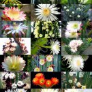 20 SEEDS FLOWERING CEREUS CACTUS MIX (Rare garden night cacti exotic desert seed) 20 SEEDS FLOWERING CEREUS CACTUS MIX (Rare garden night cacti exotic desert seed)
