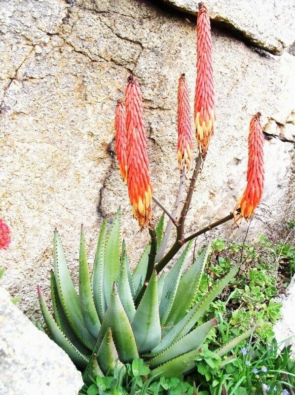 10 SEEDS Aloe Reitzii (Exotic Silver Gray color succulent rare cactus red seed)
