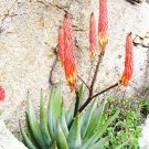 10 SEEDS Aloe Reitzii (Exotic Silver Gray color succulent rare cactus red seed)