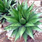 15 SEEDS RARE AGAVE HORRIDA (Exotic succulent aloe plant desert sun cactus seed)