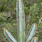100 SEEDS Pilosocereus Fulvilanatus (Columnar cacti outdoor garden cactus seed)
